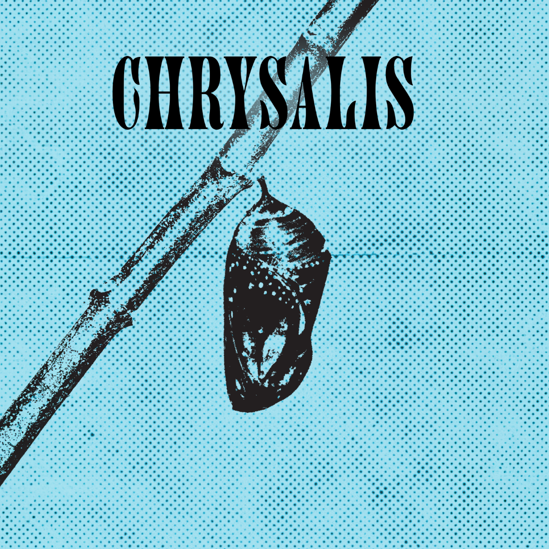 GOCA VA Senior Show 2026 Chrysalis